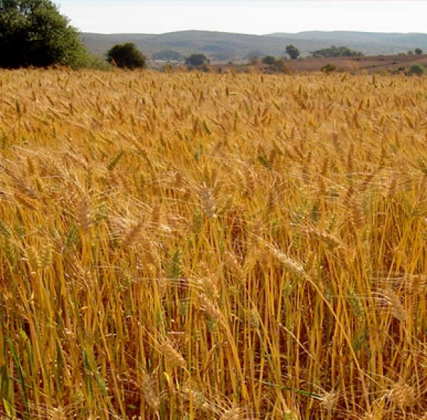 agriculture