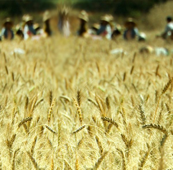 agriculture1